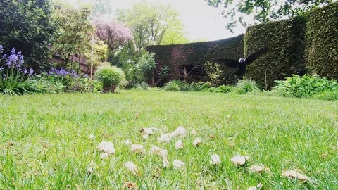 Two jackdaws in the garden. Stock Footage 107988033