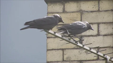 Two Jackdaws perched on TV aerial on dull day. Stock Footage 79655372