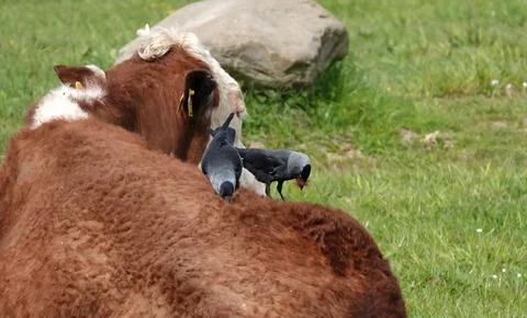 Two jackdaws pulling out hairs for their nest Stock Photos