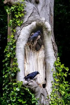 Two jackdaws sit on a branch of an old tree in front of the nest. Edinburgh.. Stock Photos