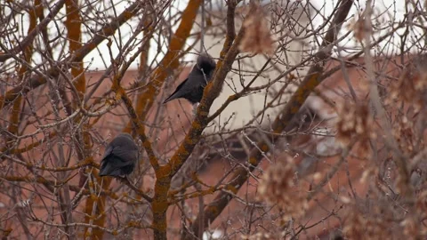 Two-jackdaws-on-a-tree Stock Footage 144314736