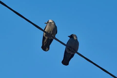 Two jackdaws turn their heads in sync. Series of 3 photos, photo 1. Stock Photos