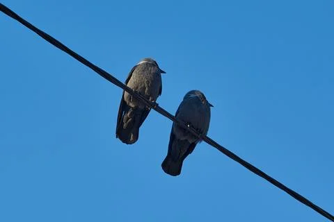 Two jackdaws turn their heads in sync. Series of 3 photos, photo 3. Stock Photos