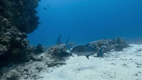 Two Jackfish come and go over the sand Stock Footage 311364671