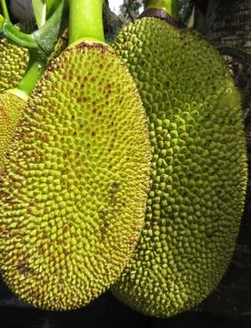 Two jackfruit on a branch Stock Photos