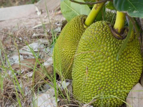 Two jackfruit grow Until to the ground.The fruit is located on the soil. Stock Photos