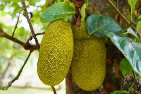 Two Jackfruit on the jackfruit tree Stock Photos
