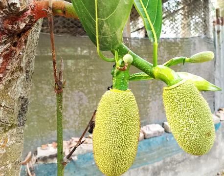 Two Jackfruit on tree or Jackfruit is green and still young. Stock Photos