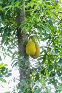 Two of jackfruit on the tree Stock Photos