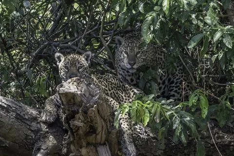 Two jaguar lying on a tree trunk in the Pantanal Stock Photos