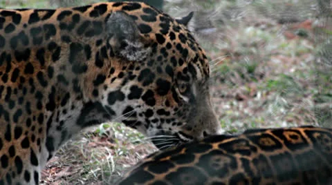 Two jaguars 库存影片 24719633