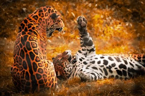 Two jaguars interacting playfully on autumn grass in warm sunlight Foto stock