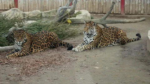 Two jaguars lying in the zoo aviary. 스톡 동영상 126001475