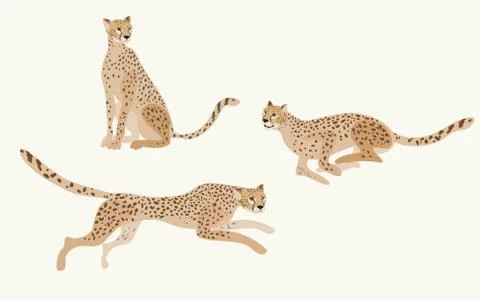 Two jaguars on a white background vector illustration. Picture with exotic af Stock Illustration