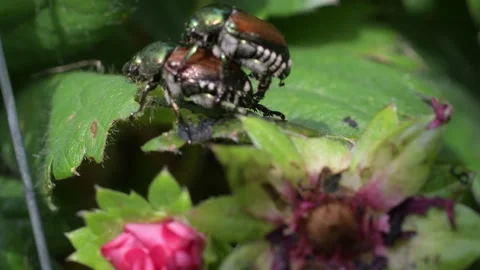 Two Japanese beetles mating Stock-Footage 158068337