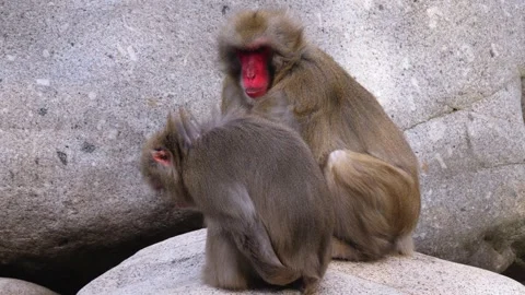 Two Japanese macaque grooming Stock Footage 252547452