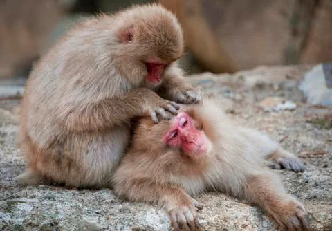 Two Japanese macaque Macaca fuscata in body care delousing Yamanouchi Nagano Stock Photos