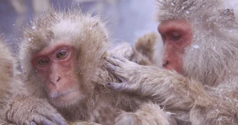 Two Japanese macaques grooming while snow falls on their fur Видео 347159089