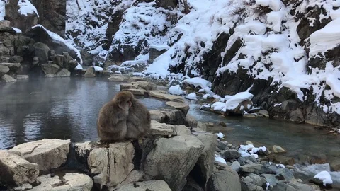 Two Japanese Macaques hugging, sleeping and relaxing on the hot water pool pond Stock Footage 86424673