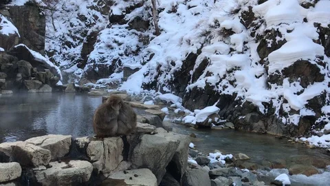 Two Japanese Macaques hugging, sleeping and relaxing on the hot water pond Stock Footage 86424764
