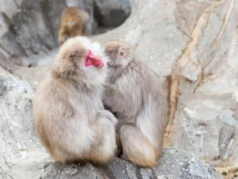 Two Japanese macaques Stock Photos