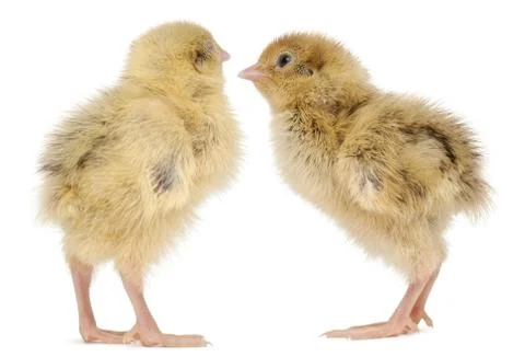 Two Japanese Quail, also known as Coturnix Quail, Coturnix japonica, 3 days old, Stock Photos