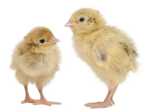 Two Japanese Quail, also known as Coturnix Quail, Coturnix japonica, 3 days old, Stock Photos