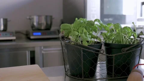 Two jars of basil in the kitchen. 库存影片 155075666