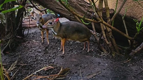 Two Java mouse-deer  動画素材 273211484