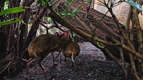 Two Java mouse-deer  Stock Footage 273211866