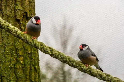Two java rice sparrows sitting on a rope, Endangered bird specie, tropical bi Fotos de archivo