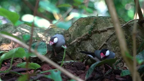 Two Java Sparrows or Finches running around in natural setting SLOW MOTION 库存影片 159129449