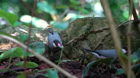 Two Java Sparrows or Finches running around in natural setting 库存影片 159129617