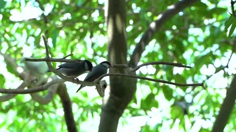 Two Java Sparrows or Finches sitting on branch inside tree - SLOW MOTION 库存影片 159129679