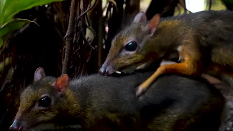 Two javan mouse deer are mating Stock Footage 277082521