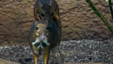 Two javan mouse deer mating Stock Footage 277542858