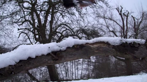 Two jays chase away each other  Stock Footage 297887816