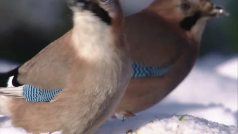 Two jays eating something in the snow (close-up) Stock Footage 297887777