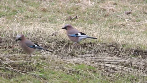 Two jays sitting on the ground  Stock Footage 297887715