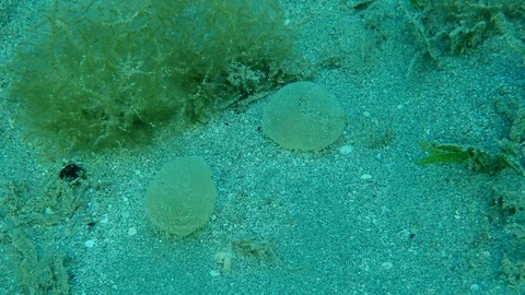 Two jelly-like eggs on sendy bottom. Protective sheath of eggs Lugworm Arenicola Stock Footage 127495242