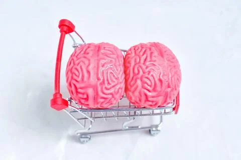Two Jelly-like Human Brain Models in a Miniature Push Cart 스톡 사진
