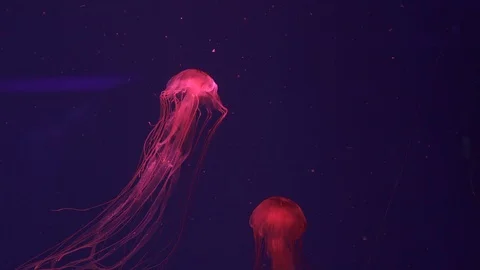Two jellyfish compass swim up. Stock Footage 124235091