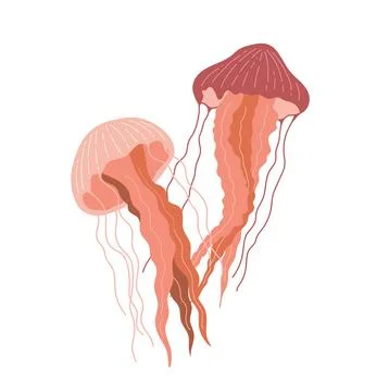 Two jellyfish in flat style isolated on white background. Marine animals vect Illustrazione stock