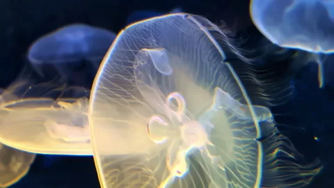 Two jellyfish float underwater in glowing tank with dark background Stock Footage 313873368