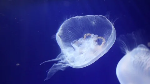 Two Jellyfish floating in the water Stock Footage 104485360