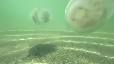 Two jellyfish Stock Footage 156163982