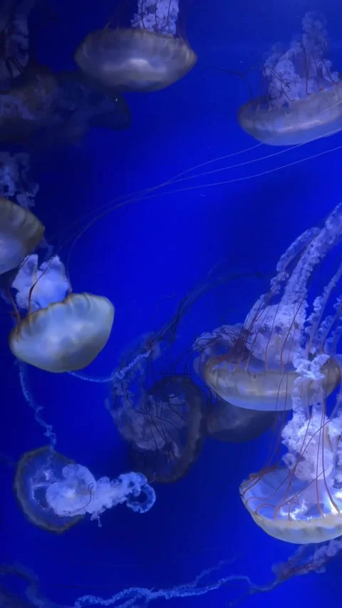 Two jellyfish glide through the water in a glowing blue aquarium, showcasing the Stock Footage 310447547