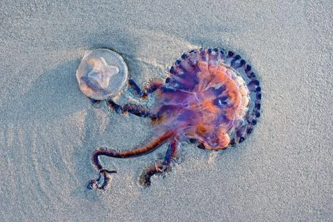Two Jellyfish lying on the sandy beach. Photos
