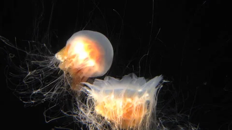 Two Jellyfish swimming Stock Footage 32935084