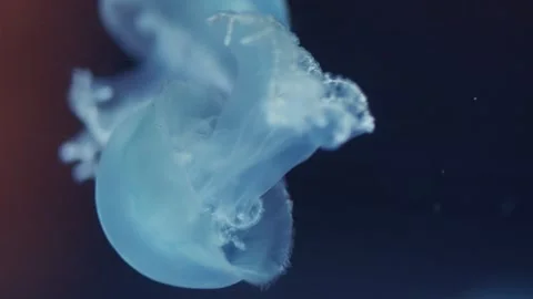 Two Jellyfishs Drifting in the Deep Ocean. Macro shot, slow motion, 120fps. Vidéo 284425986